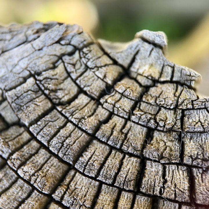 smartphone macro lens camera shootout wood black eye