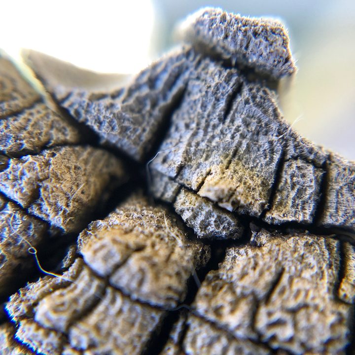 smartphone macro lens camera shootout wood olloclip