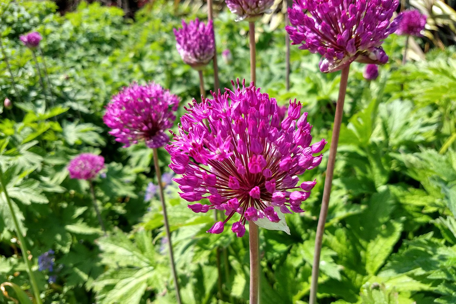 moto g6 plus review camera sample 5