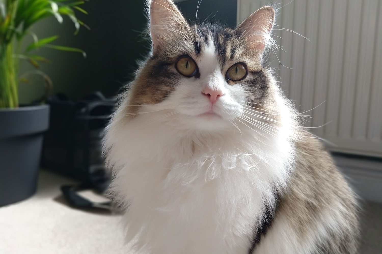 moto g6 plus review camera sample 9