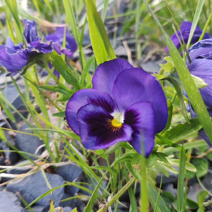 Xiaomi Mi Mix 2S review camera sample