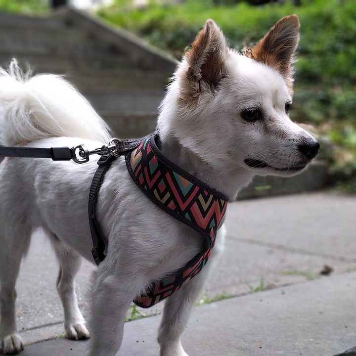 blackberry key2 camera sample portrait dog