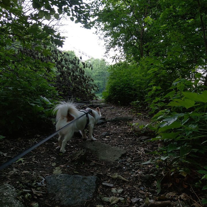 htc u12 camera sample dog walk