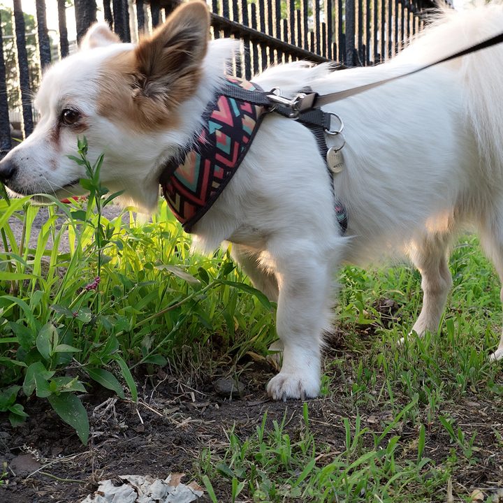 htc u12 camera sample 2x optical zoom dog