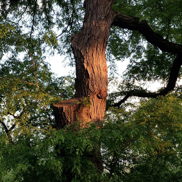 htc u12 camera sample 2x optical zoom tree