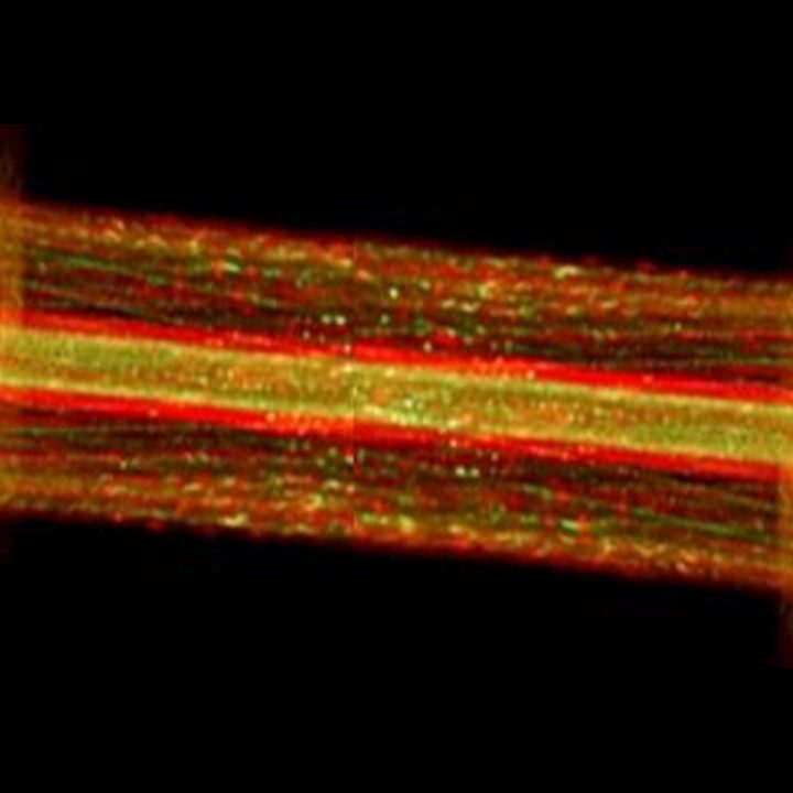 Tunable Laser Spectrometer (TLS)