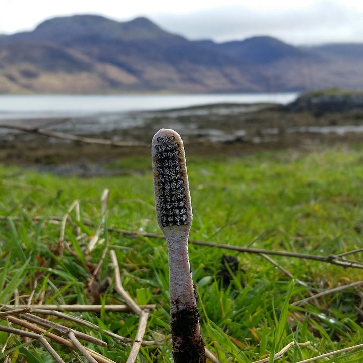 discarded toothbrush