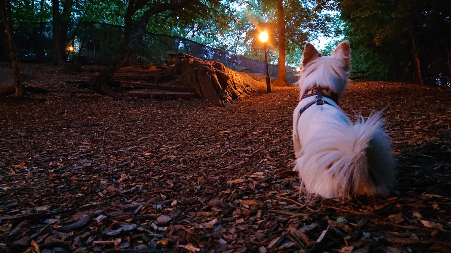 sony xperia xz2 review camera sample low light dog
