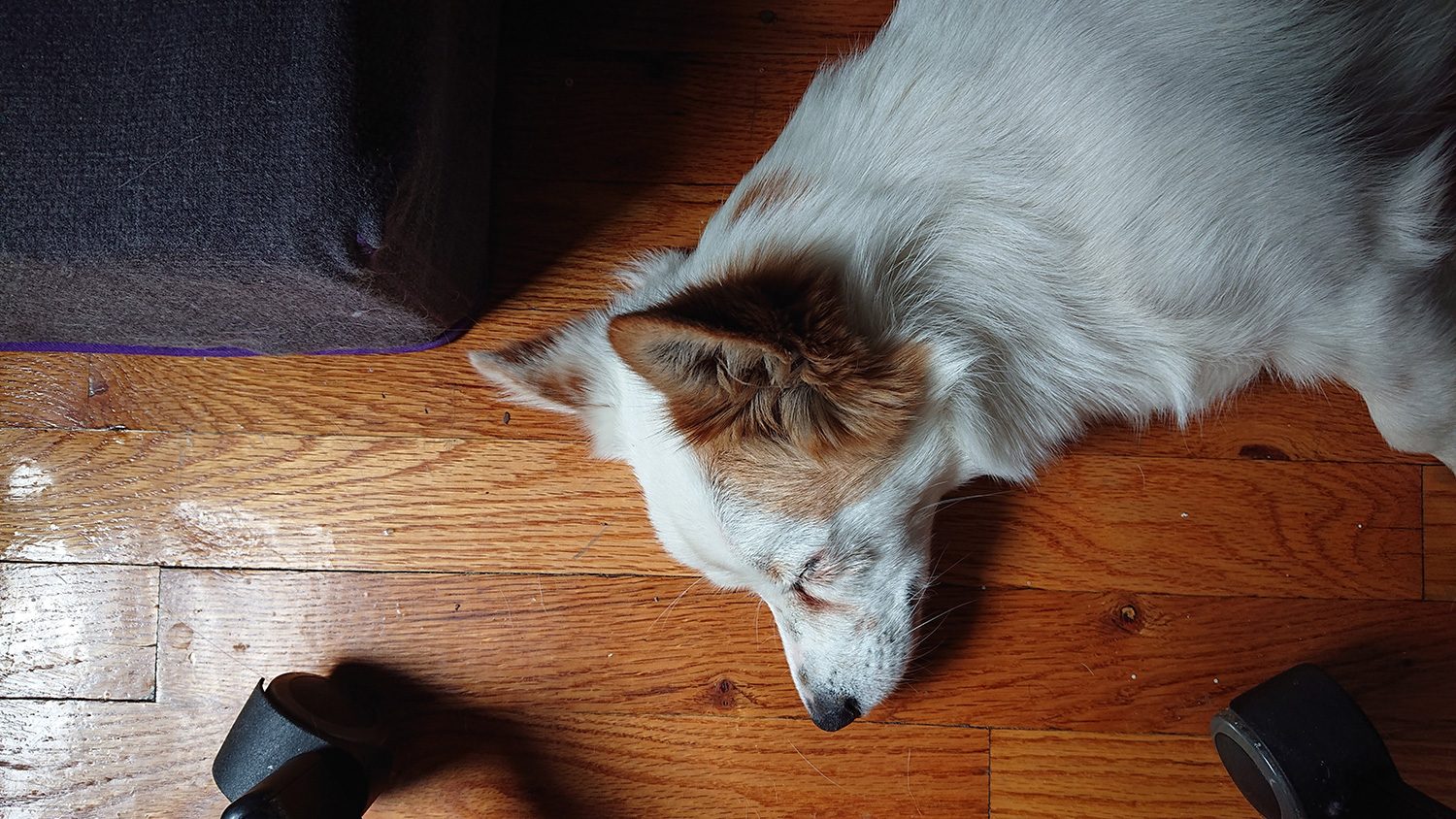 sony xperia xz2 review camera sample sleepy pupper
