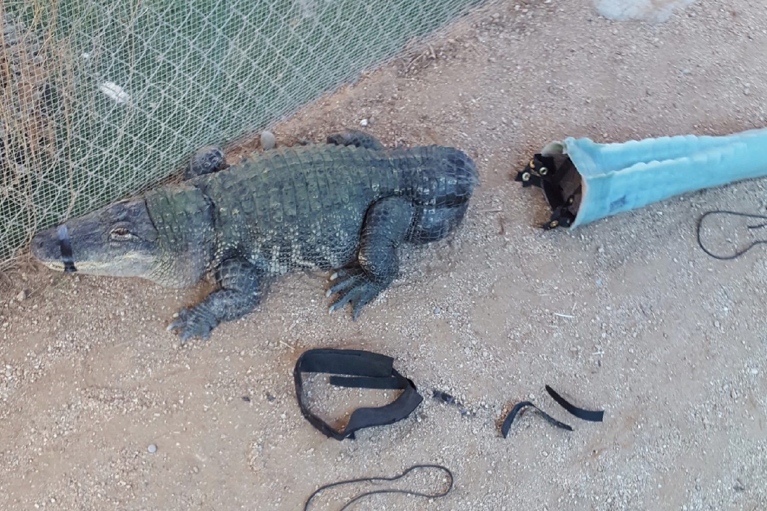 3d printed alligator tail 20170905 135705