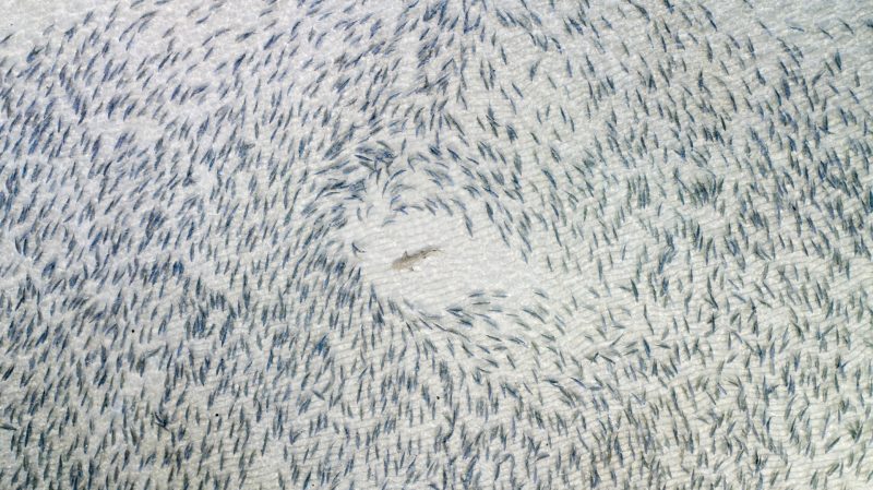 drone awards 2018 blacktip shark