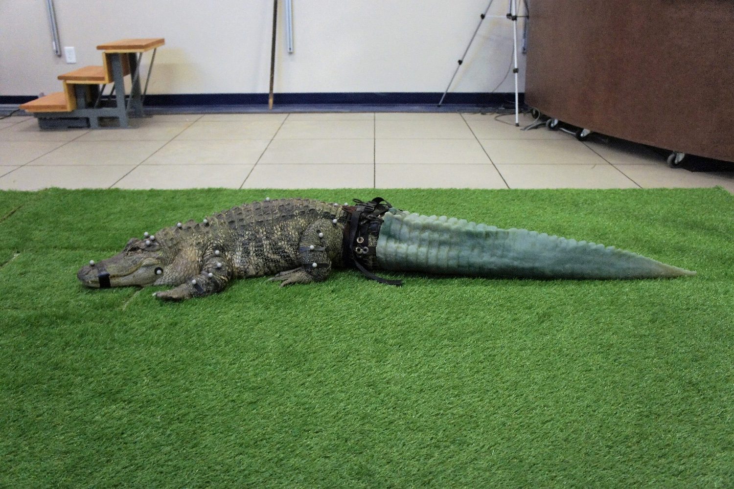 3d printed alligator tail dsc03115  2