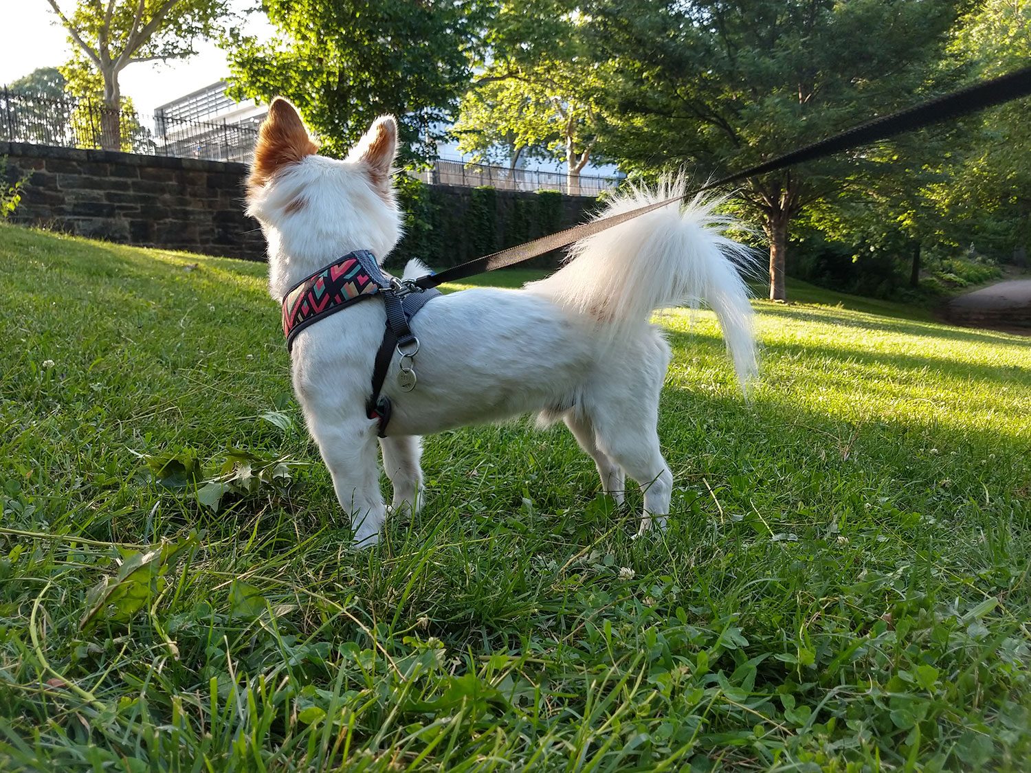 moto z3 play camera sample dog park