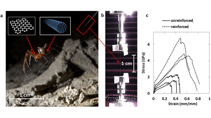 Spider Silk Graphene