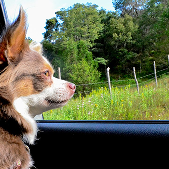 baywatchs alexandra daddario helps autotrader search pups like pickups image 5 chihuahua