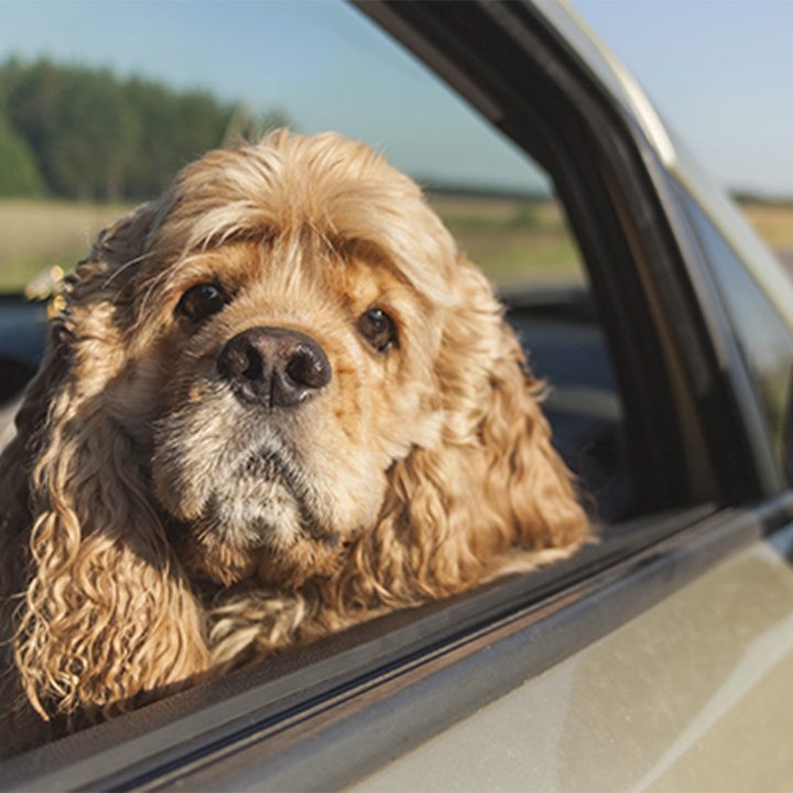 baywatchs alexandra daddario helps autotrader search pups like pickups image 6 cocker spaniel