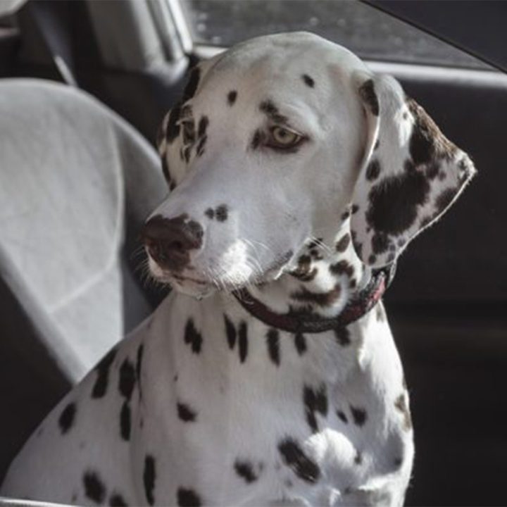 baywatchs alexandra daddario helps autotrader search pups like pickups image 7 dalmation