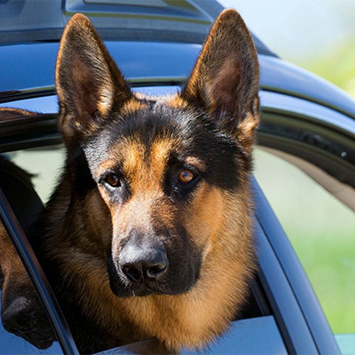 baywatchs alexandra daddario helps autotrader search pups like pickups image 8 german shepard