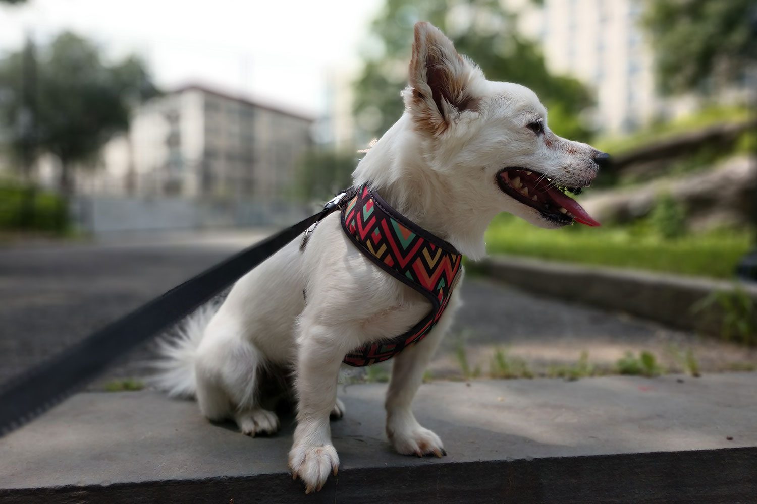 Moto Z3 Review camera sample