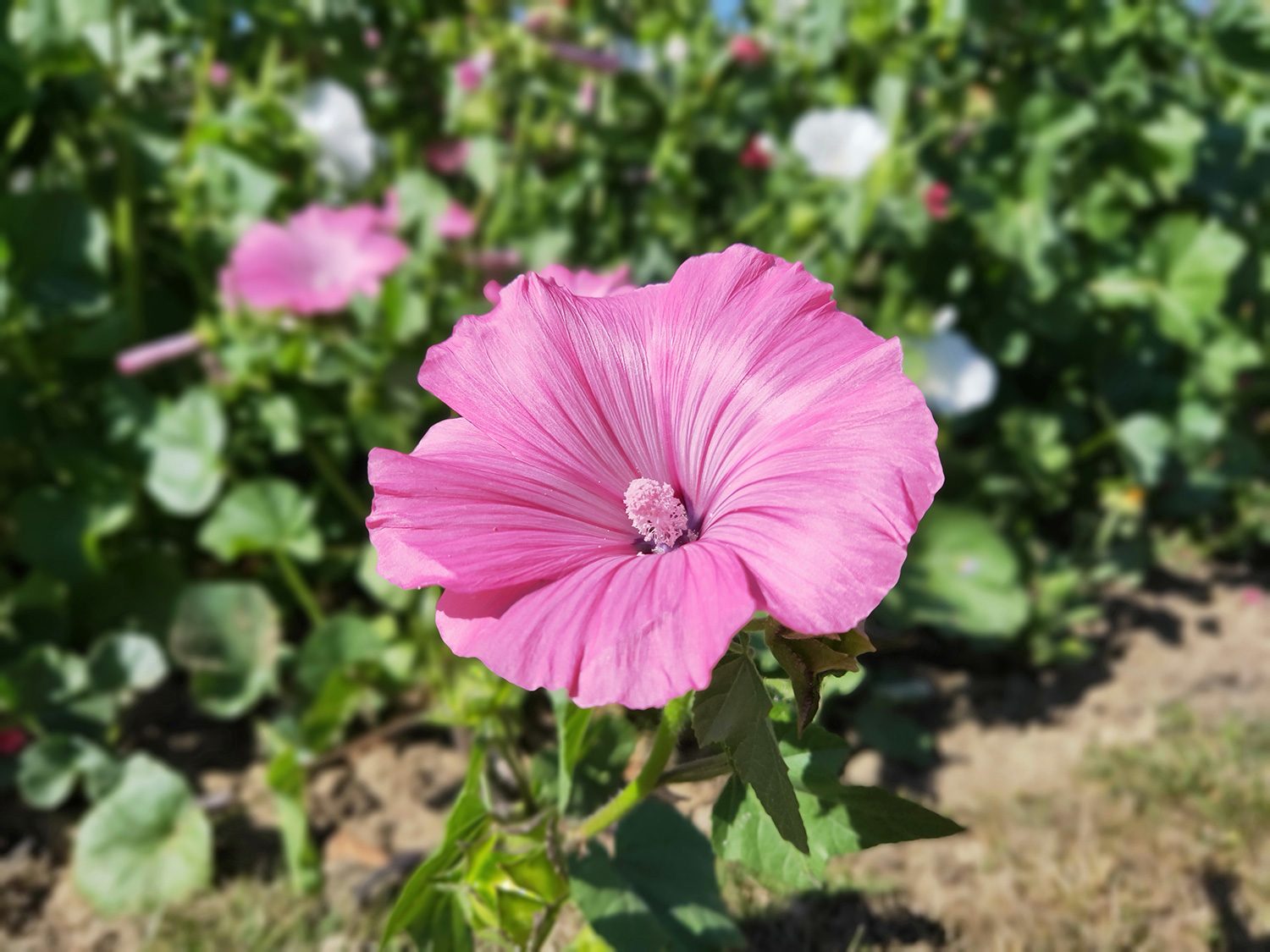 oppo find x photo sample flower