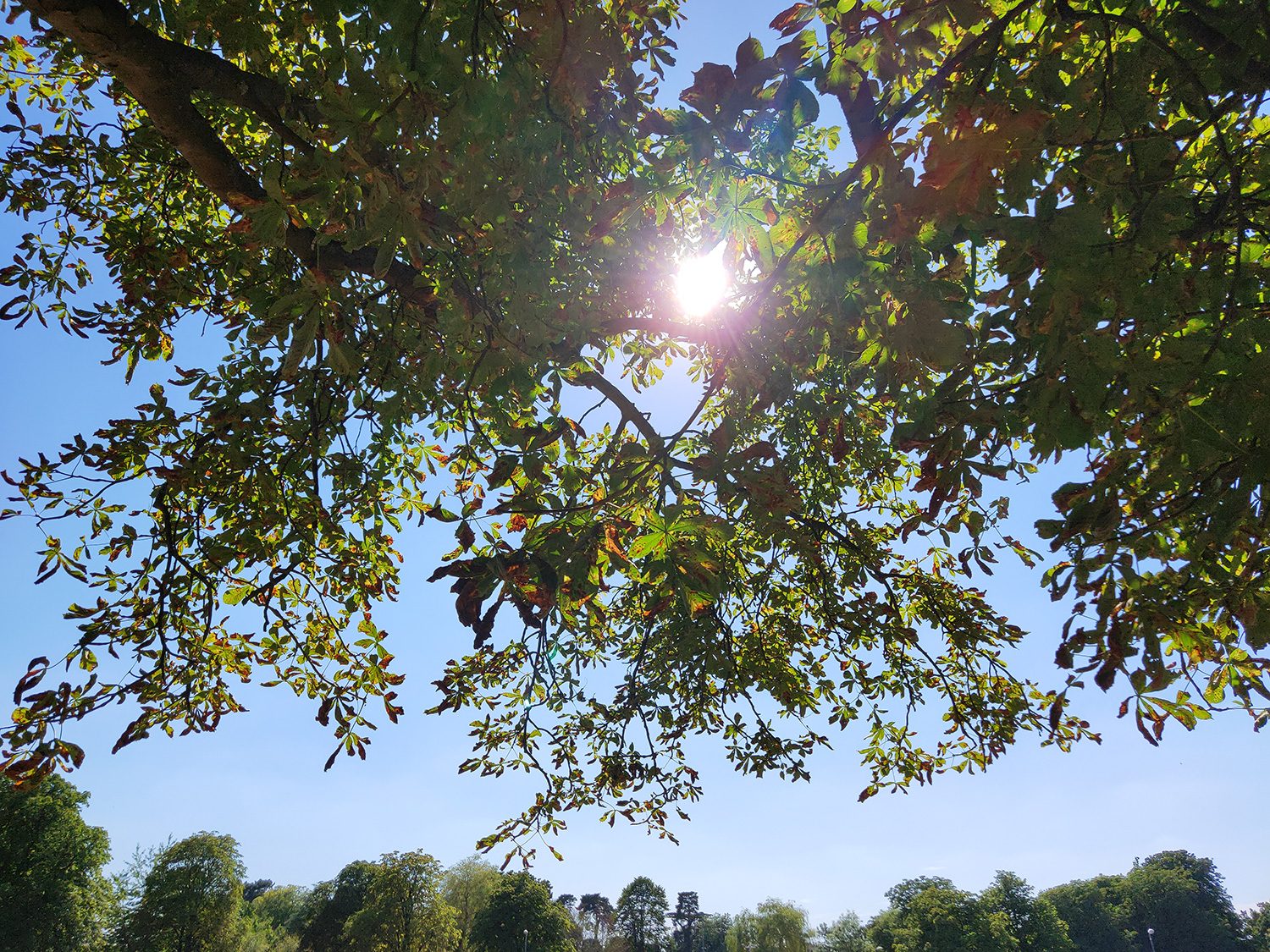 oppo find x photo sample tree