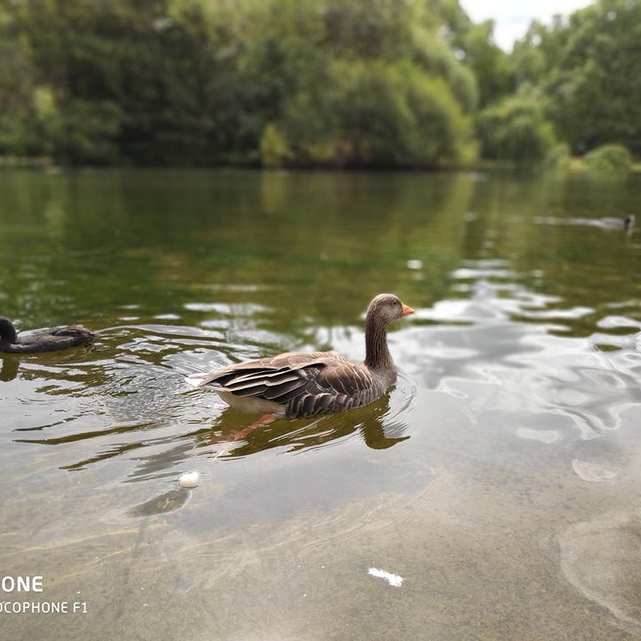 pocophone f1 by xiaomi review photo duck