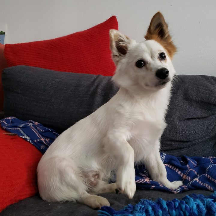 photo scene optimizer comp note 9 dog
