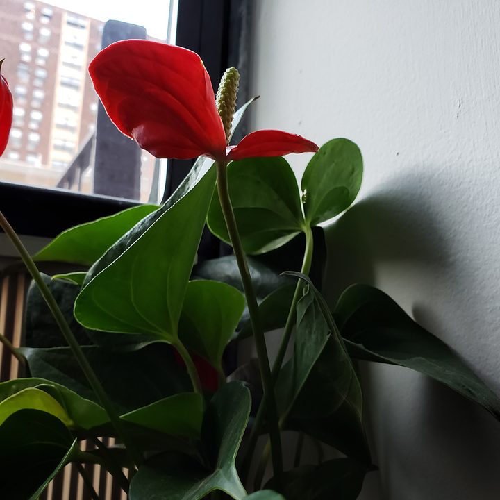 photo scene optimizer comp red flower