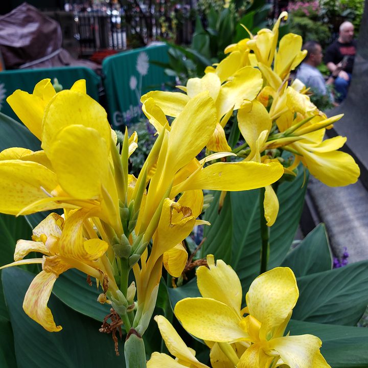 photo scene optimizer comp yellow flower