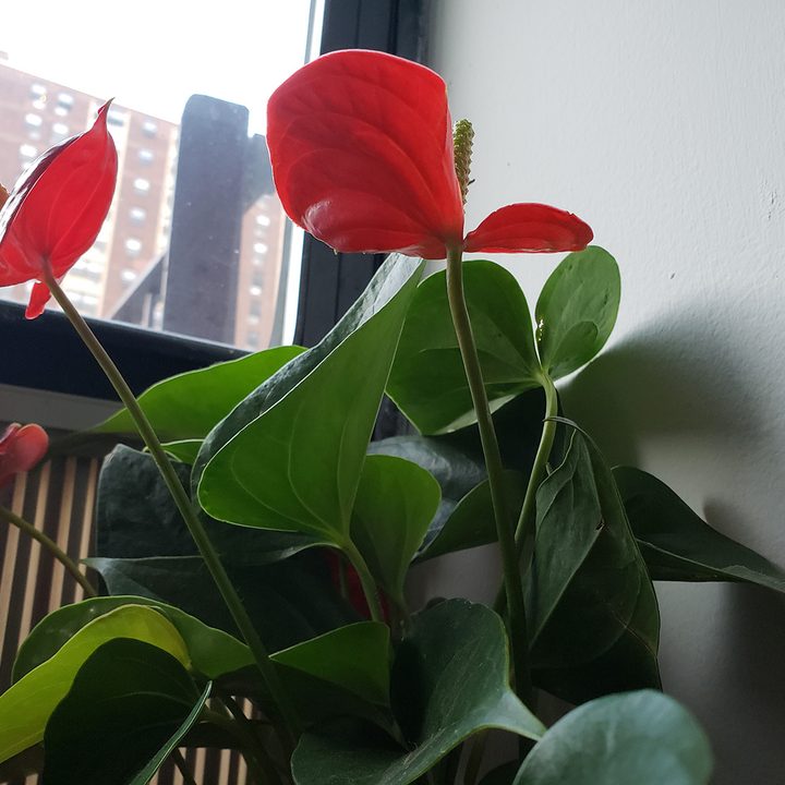 note 9 scene optimizer s9 red flower