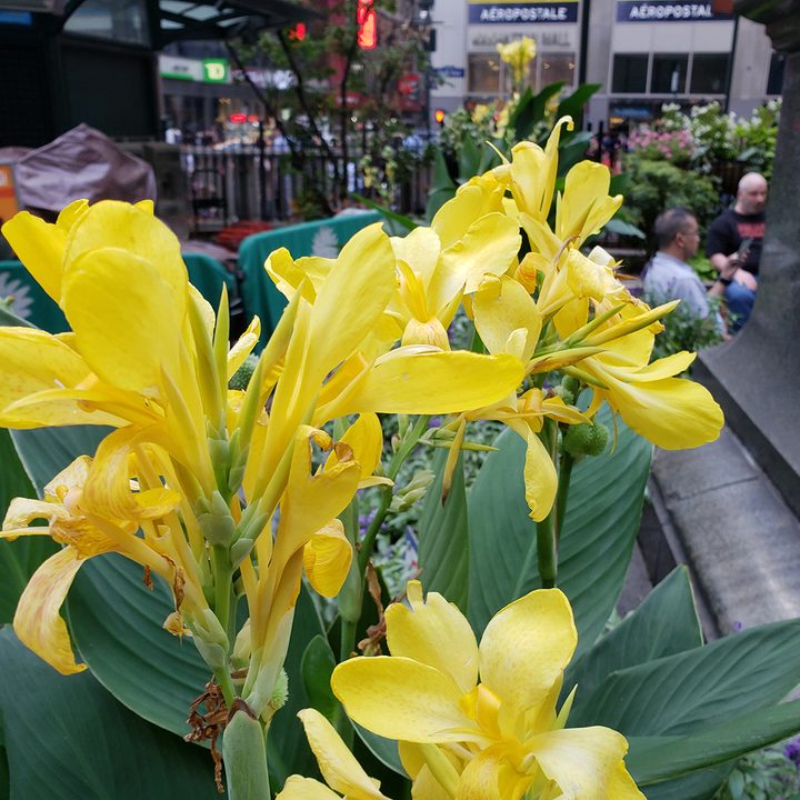 note 9 scene optimizer s9 yellow flower