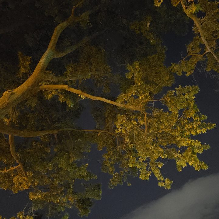 tree branches note 9