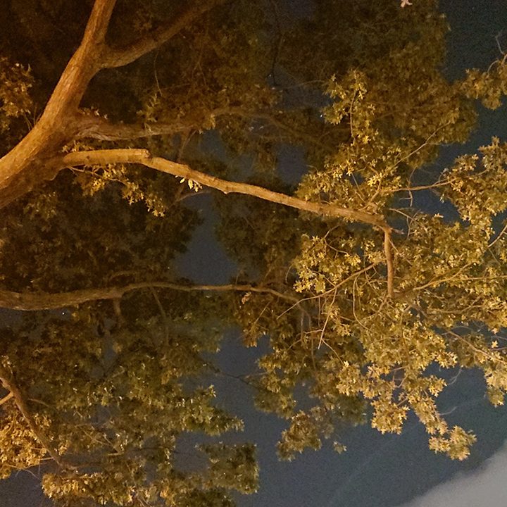 tree branches