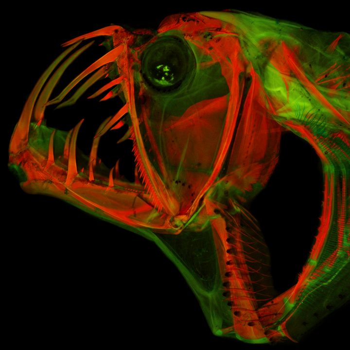 anatomical images imaging technique chauliodus sloani davis