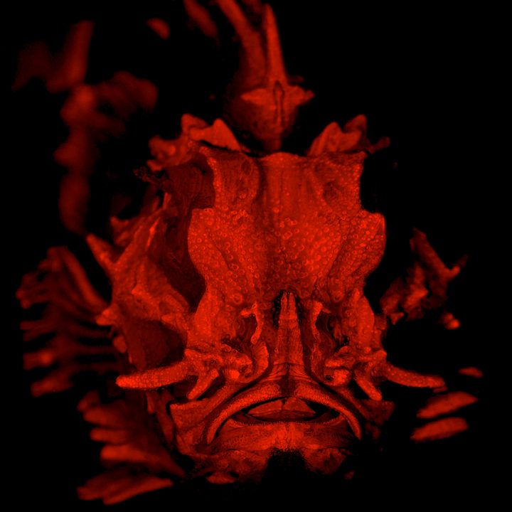 anatomical images imaging technique choridactylus multibarbatus smith