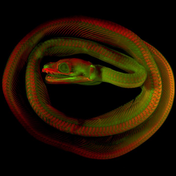 anatomical images imaging technique python timoriensis girard