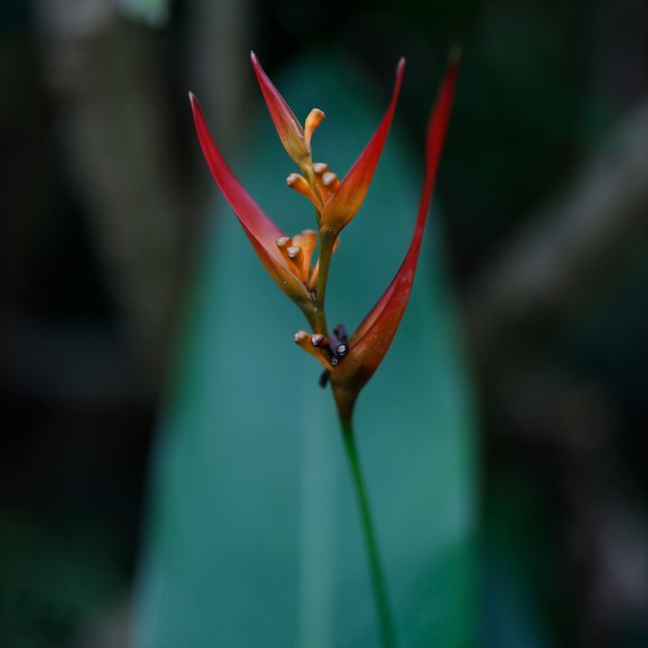 Canon EOS R Sample Photos