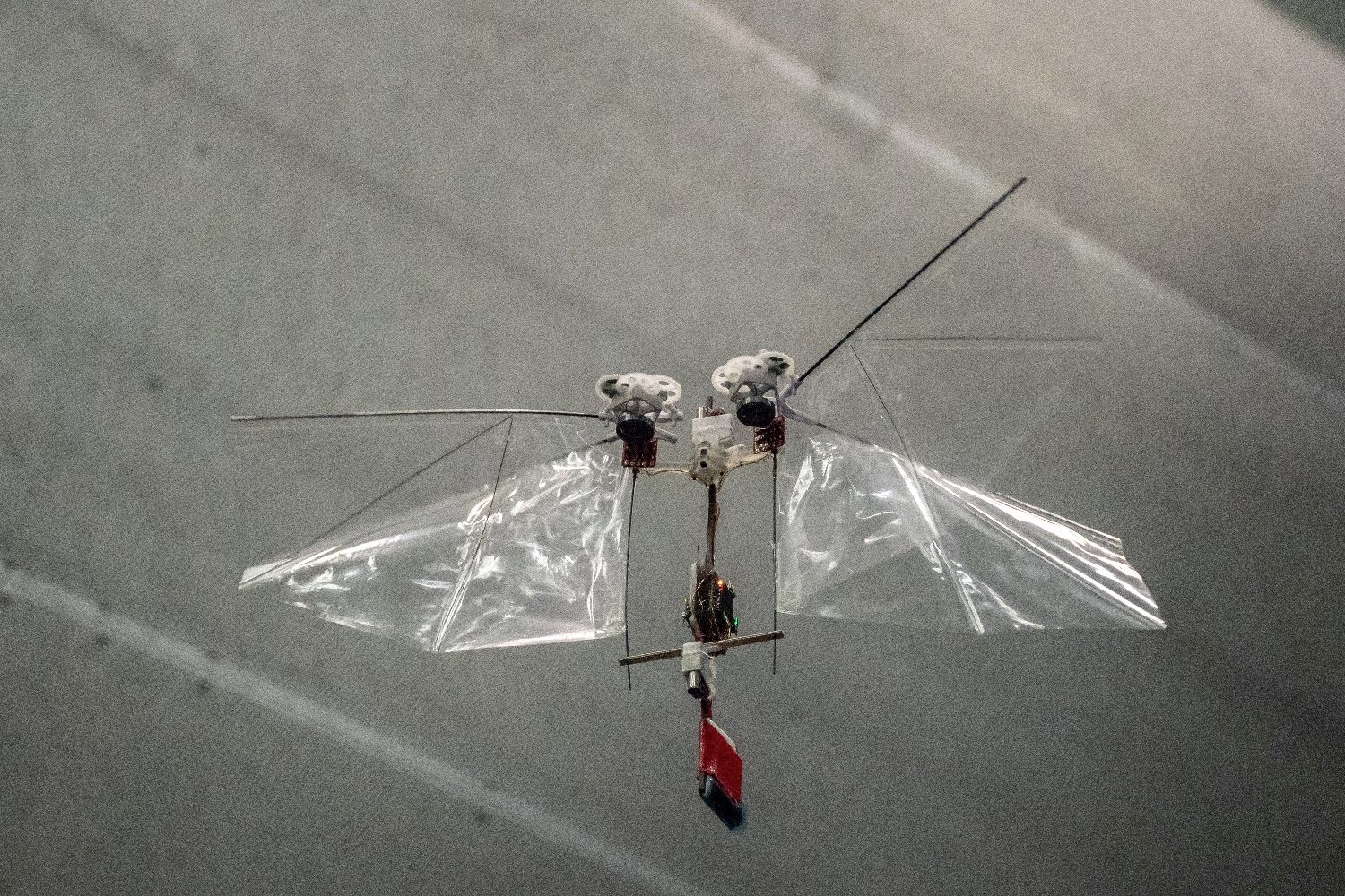 robot flaps just like a fruit fly dsc 0350 2