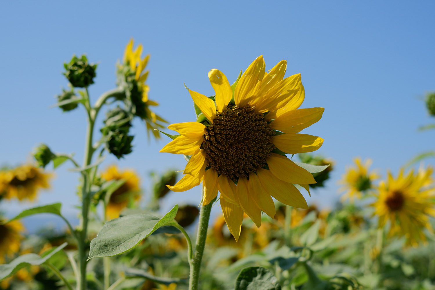 fujifilm x-t100 sample photo sunflower