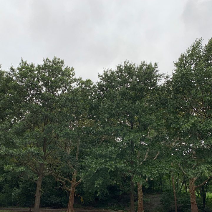 apple iphone xs max review smart hdr 1