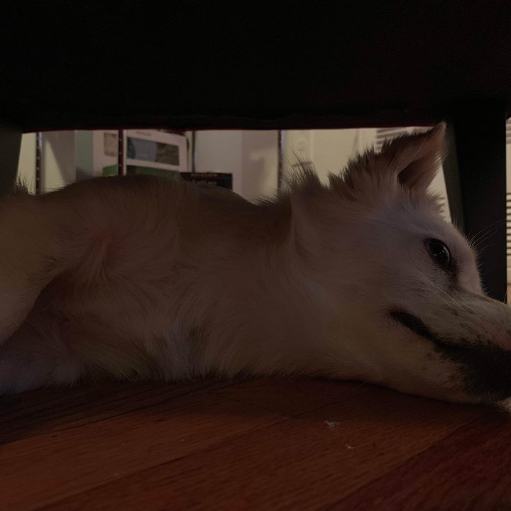 google pixel 3 vs iphone xs galaxy note 9 2 camera comp max dog