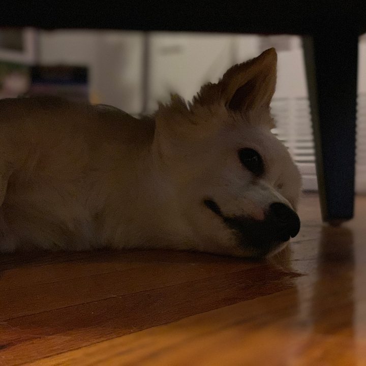 google pixel 3 vs iphone xs galaxy note 9 2 camera comp max portrait dog