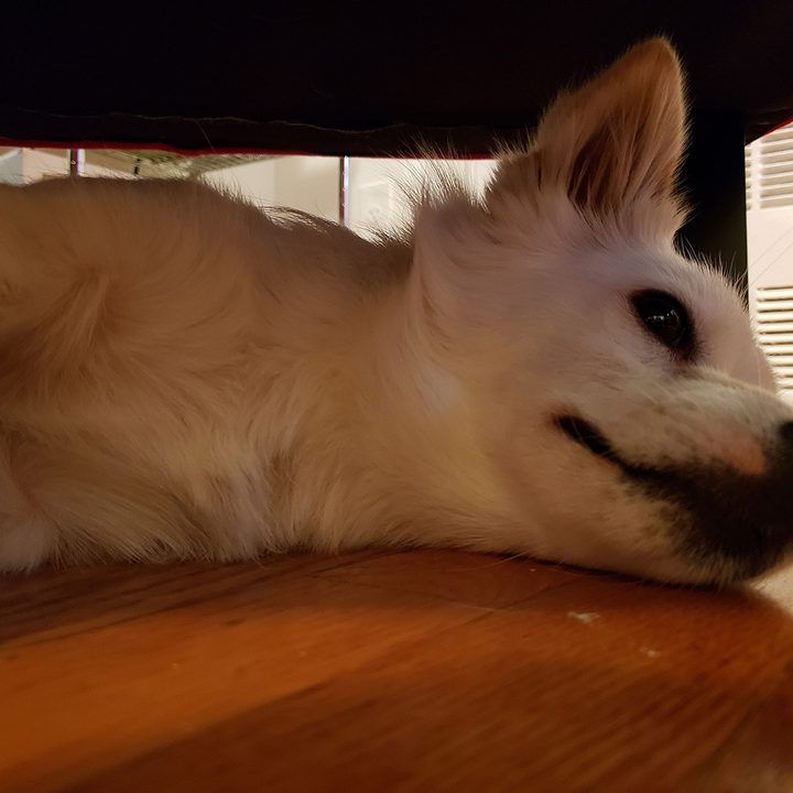 google pixel 3 vs iphone xs galaxy note 9 2 camera comp dog