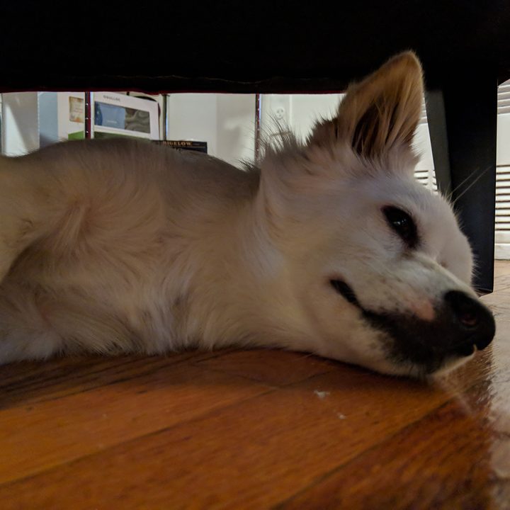 google pixel 3 vs iphone xs galaxy note 9 2 camera comp xl dog