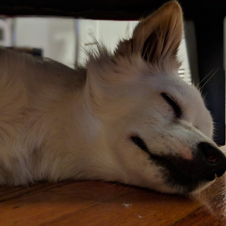 google pixel 3 vs iphone xs galaxy note 9 2 camera comp xl portrait dog