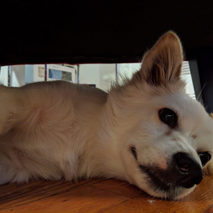 google pixel 3 vs iphone xs galaxy note 9 2 camera comp xl dog