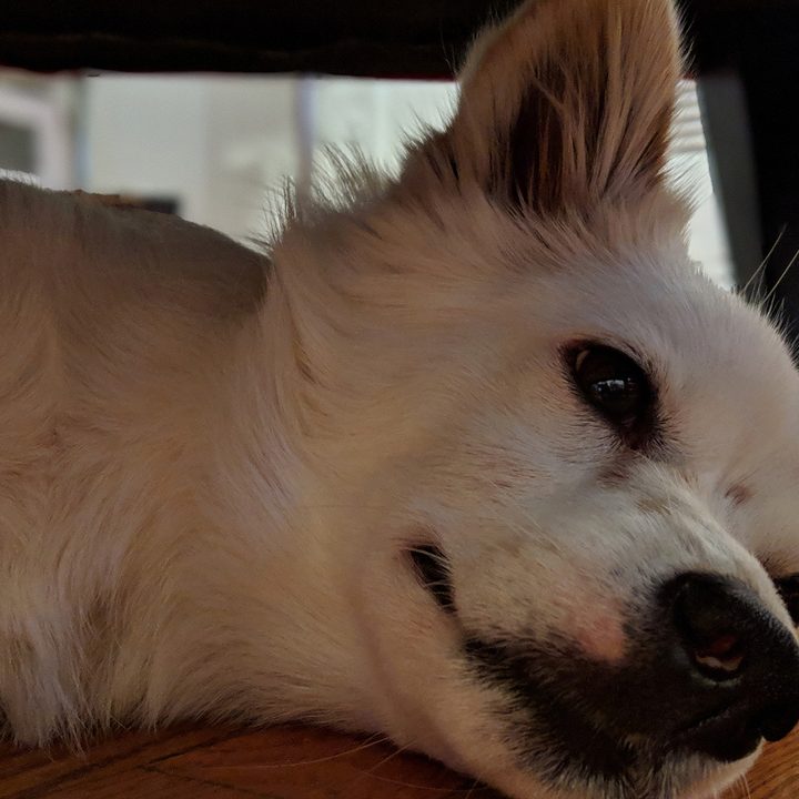 google pixel 3 vs iphone xs galaxy note 9 2 camera comp xl portrait dog