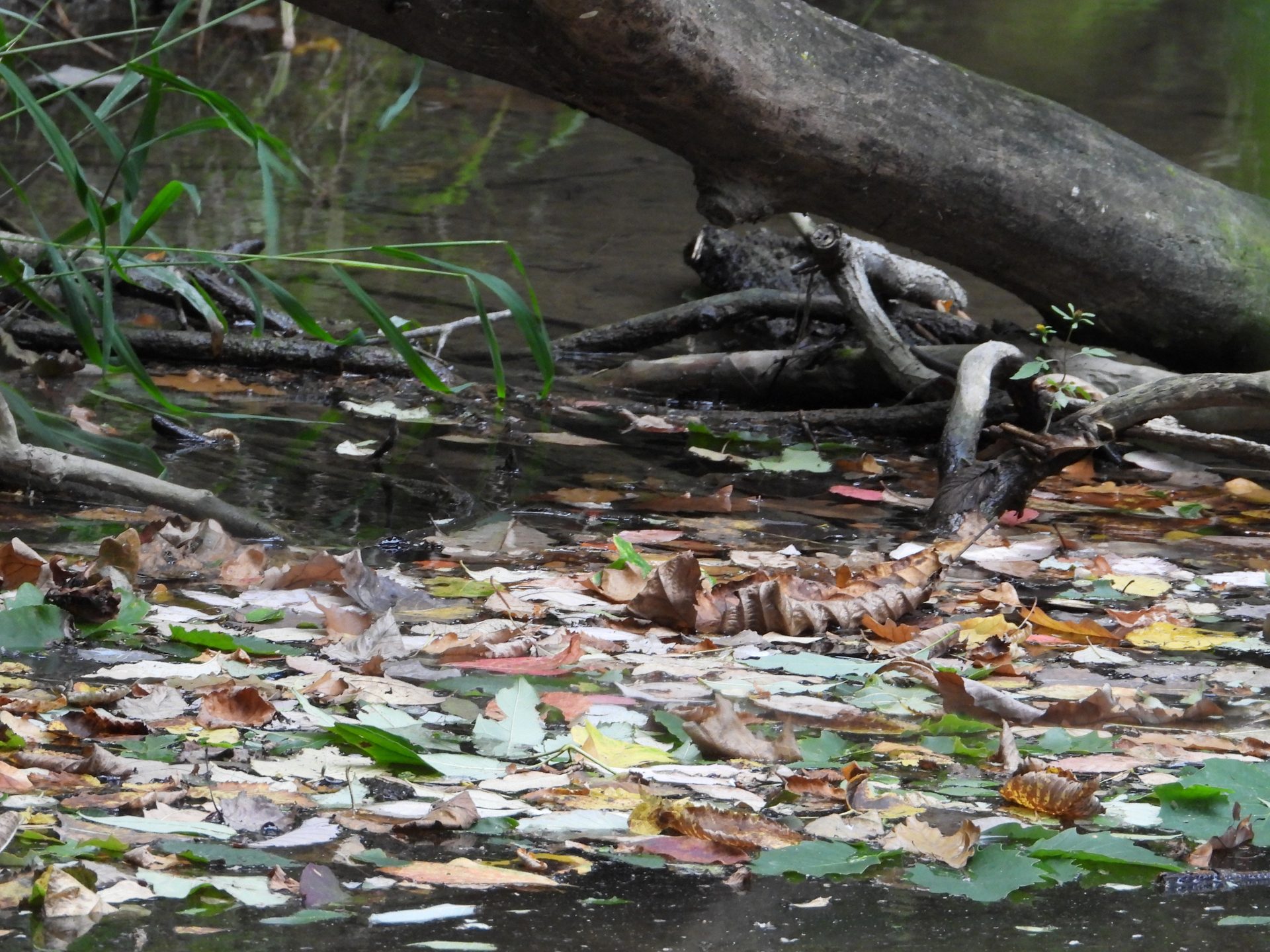 800mm sample shot