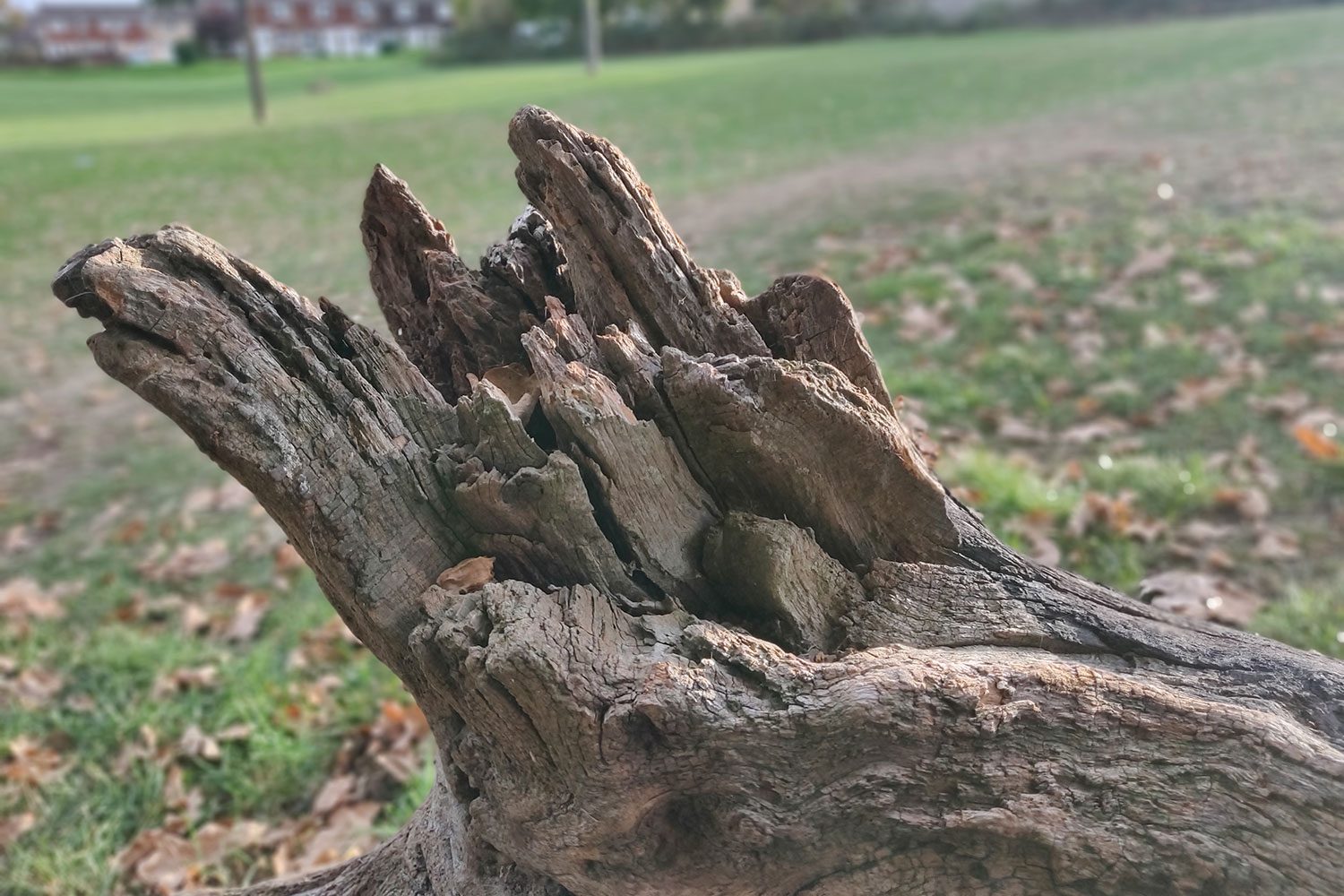 oneplus 6t review camera sample 5