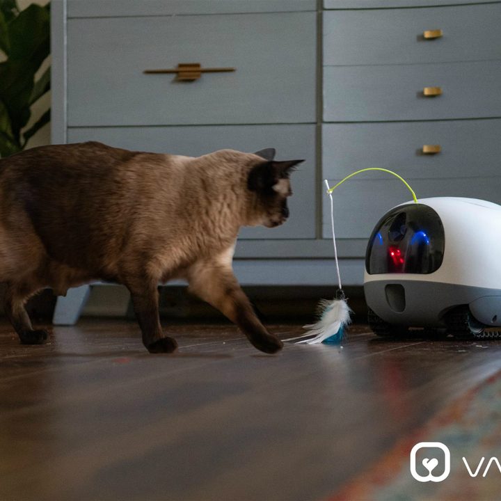 Cat with Vava Mobile Pet cam.